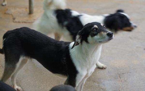 Licia delicata e tranquilla Foto 5