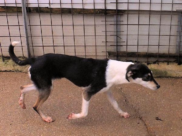 Licia delicata e tranquilla Foto 8