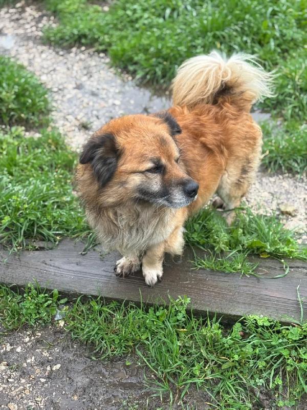 LUCIANO 4 anni cerca casa - taglia contenuta - dolce e simpatico in adozione  Foto 2