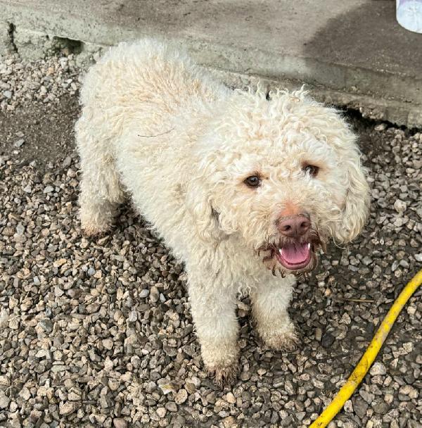 Achille 3 Anni Lagotto Romagnolo 