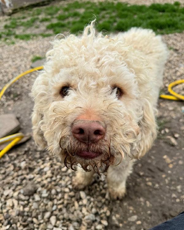 Achille 3 anni lagotto romagnolo  Foto 2