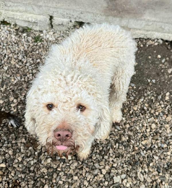 Achille 3 anni lagotto romagnolo  Foto 3