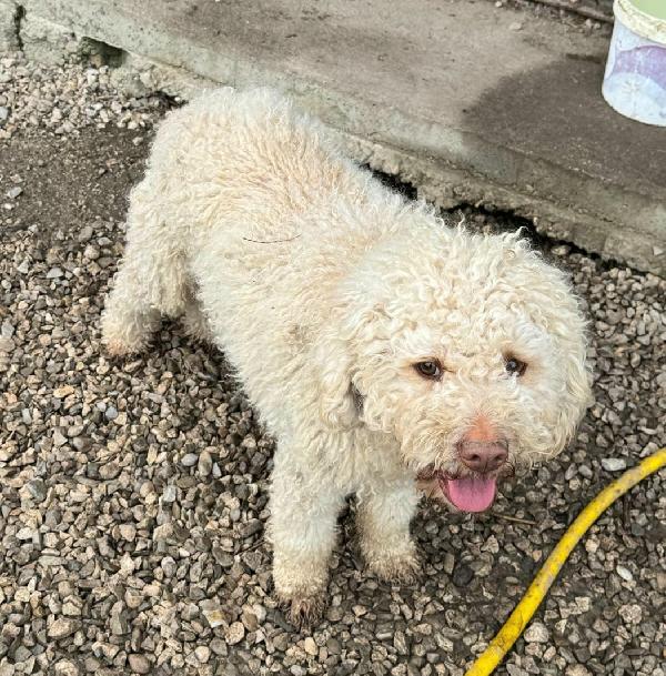 Achille 3 anni lagotto romagnolo  Foto 4