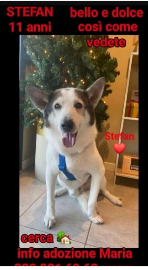 Stefan Mix Husky 11Anni Ha Fatto 1Terribile Vita! Brescia