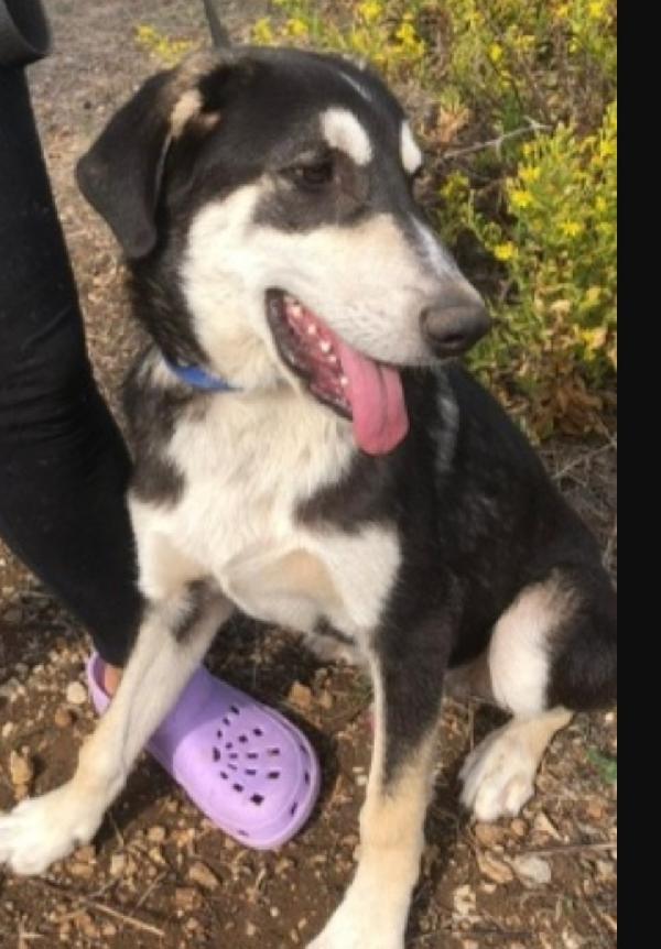 Mix Australian Shepherd 8/9mesi NESSUNA RICHIESTA. SICILIA  Foto 2