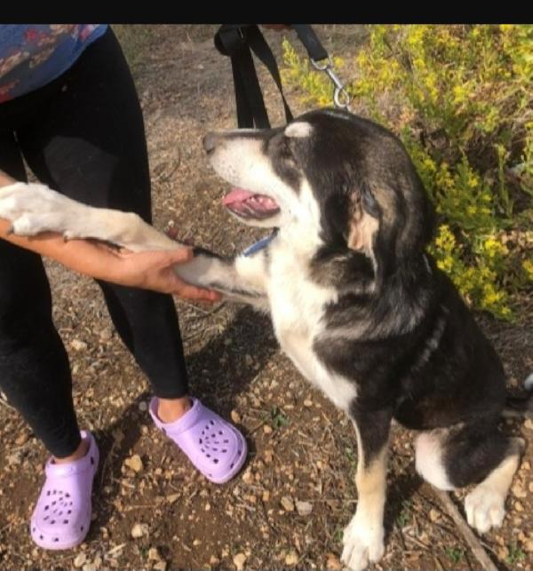 Mix Australian Shepherd 8/9mesi NESSUNA RICHIESTA. SICILIA  Foto 4