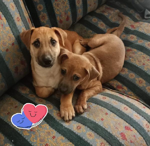 Eros E Zaff Cuccioli Taglia Medio Contenuta 