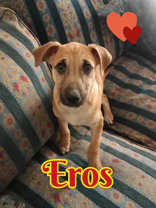 Eros e Zaff cuccioli taglia medio contenuta  Foto 3