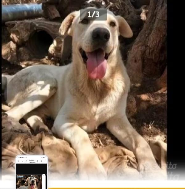 Germano 4Anni Mix Labrador Cresce In Recinto. Catania