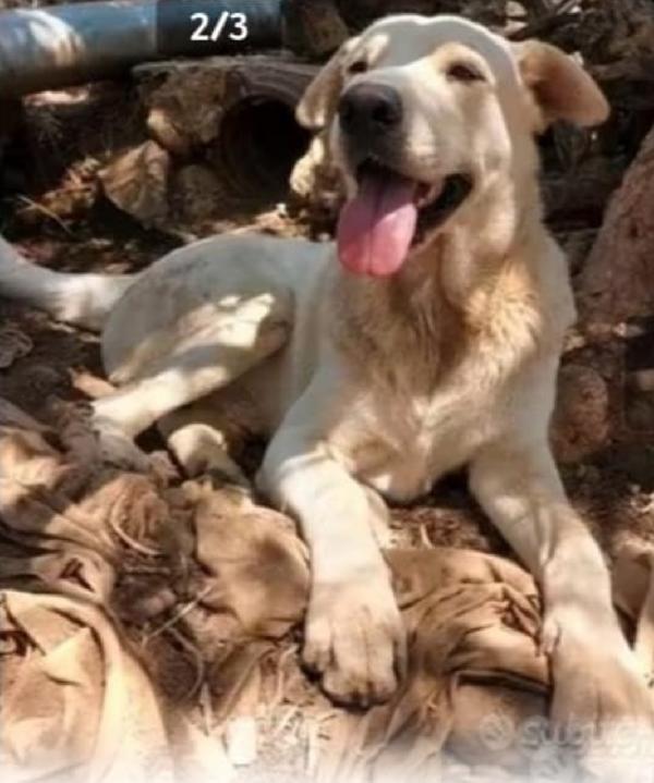 Germano 4anni mix Labrador cresce in recinto. CATANIA Foto 3