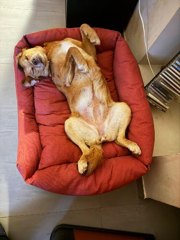 Riccia sogna una famiglia  Foto 2