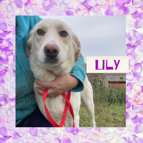 💖🐾 Lily 🐾💖 Dolcissima Taglia Media Contenuta In Adozione 