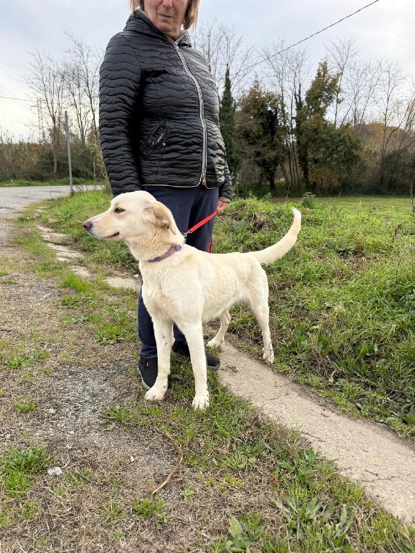 💖🐾 lily 🐾💖 dolcissima taglia media contenuta in adozione  Foto 2