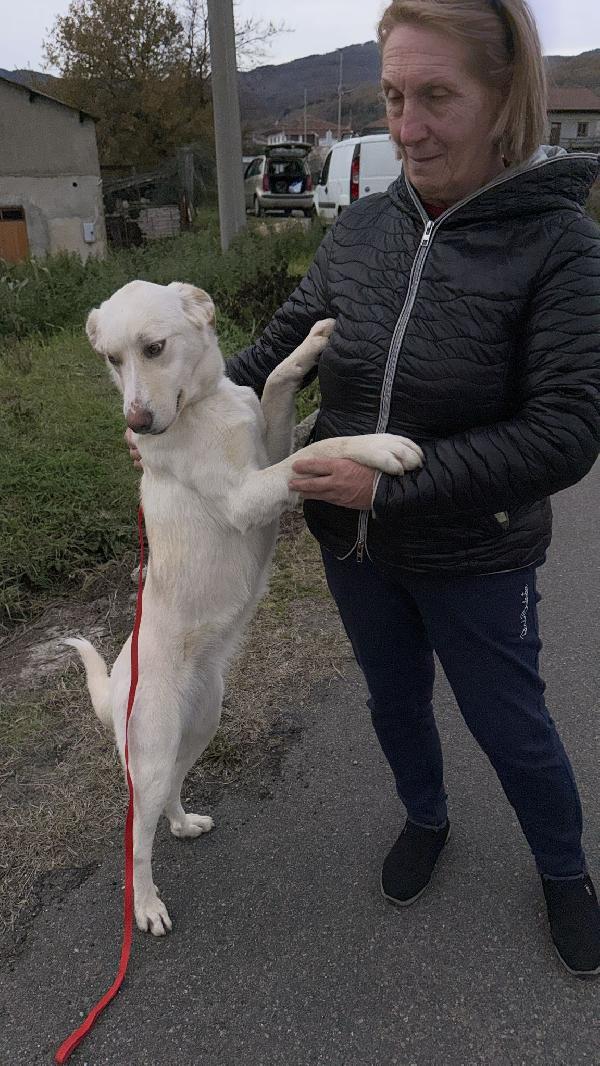 💖🐾 lily 🐾💖 dolcissima taglia media contenuta in adozione  Foto 6