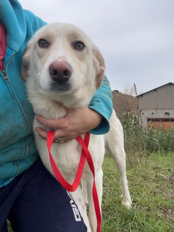 💖🐾 lily 🐾💖 dolcissima taglia media contenuta in adozione  Foto 7