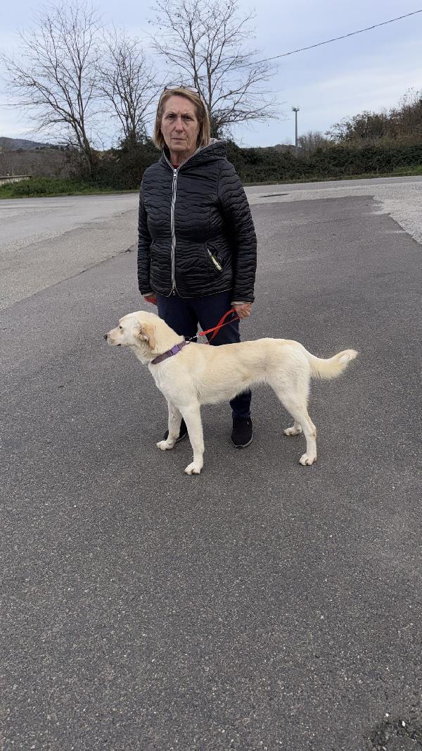 🌸🐾 lily 🐾🌸 dolce e buonissima taglia media contenuta in adozione  Foto 5