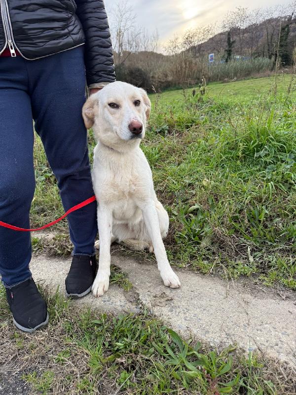 🌼🐾 lily 🐾🌼 dolcissima taglia media contenuta in adozione  Foto 4