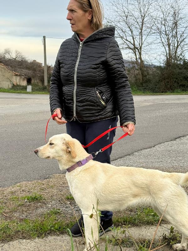 🌹🐾 lily 🐾🌹 splendida simil golden taglia medio contenuta in adozione  Foto 3