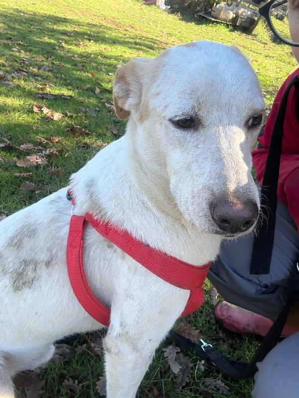 🔆🐾 cico 🐾🔆 dolcissimo taglia medio contenuta in adozione  Foto 2