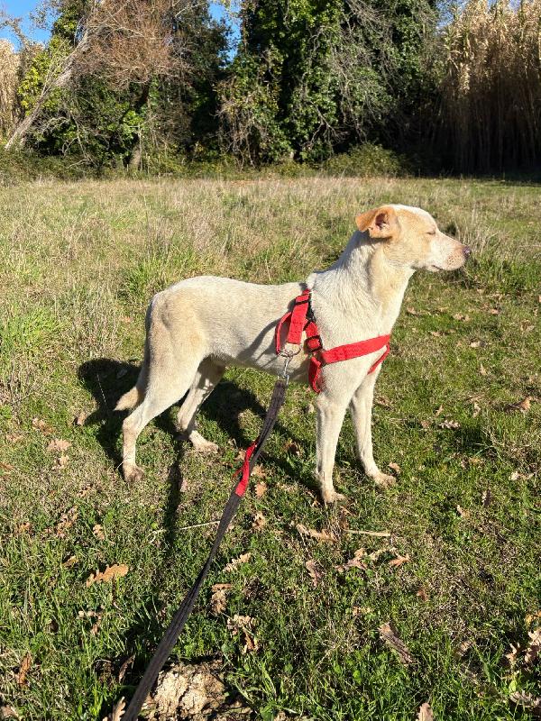 🔆🐾 cico 🐾🔆 dolcissimo taglia medio contenuta in adozione  Foto 3