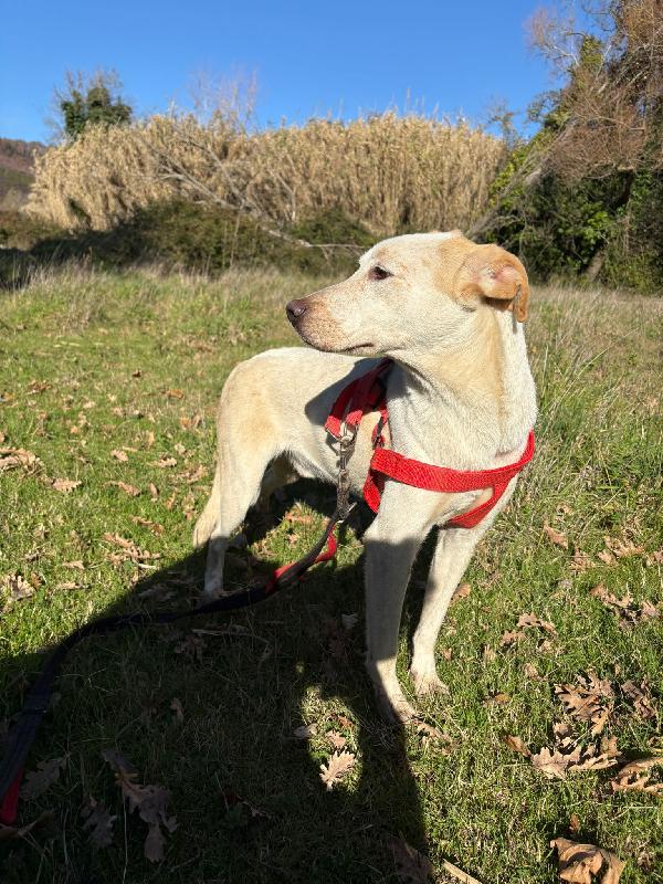 🔆🐾 cico 🐾🔆 dolcissimo taglia medio contenuta in adozione  Foto 4