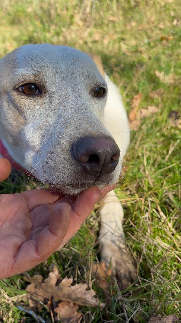 🔆🐾 cico 🐾🔆 dolcissimo taglia medio contenuta in adozione  Foto 5