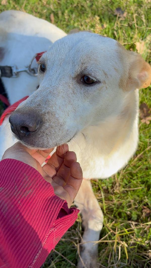 🔆🐾 cico 🐾🔆 dolcissimo taglia medio contenuta in adozione  Foto 6