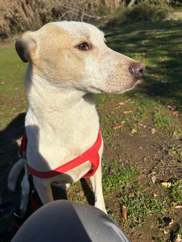 🔆🐾 cico 🐾🔆 dolcissimo taglia medio contenuta in adozione  Foto 7