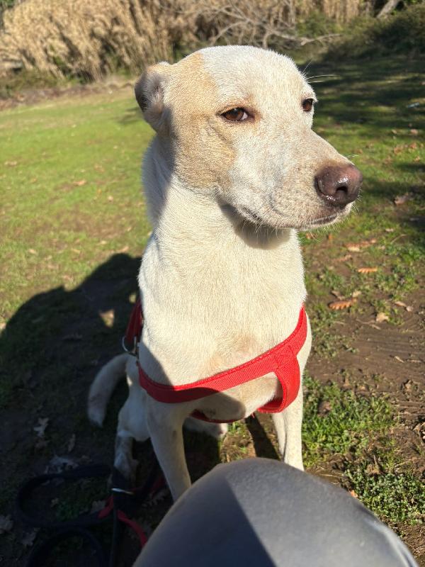 🔆🐾 cico 🐾🔆 dolcissimo taglia medio contenuta in adozione  Foto 8