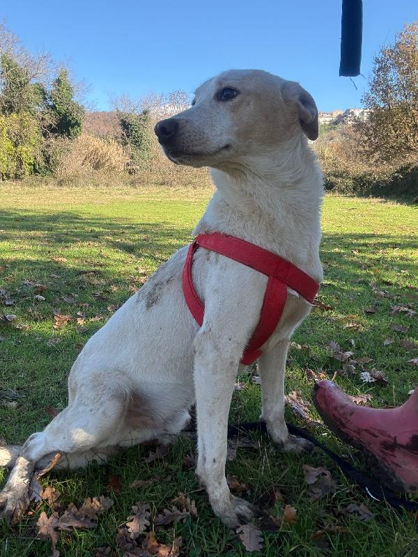 🔆🐾 cico 🐾🔆 dolcissimo taglia medio contenuta in adozione  Foto 9