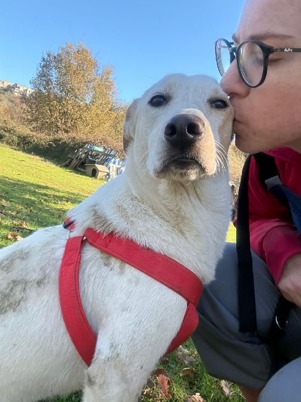 🔆🐾 cico 🐾🔆 dolcissimo taglia medio contenuta in adozione  Foto 10