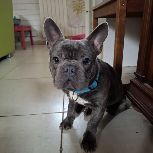 Shamus Cerca Famiglia. Info Adozione Monica 3890238584