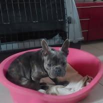 Shamus Cerca Famiglia. Info adozione Monica 3890238584 Foto 2