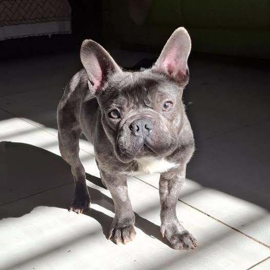 Shamus Cerca Famiglia. Info adozione Monica 3890238584 Foto 3