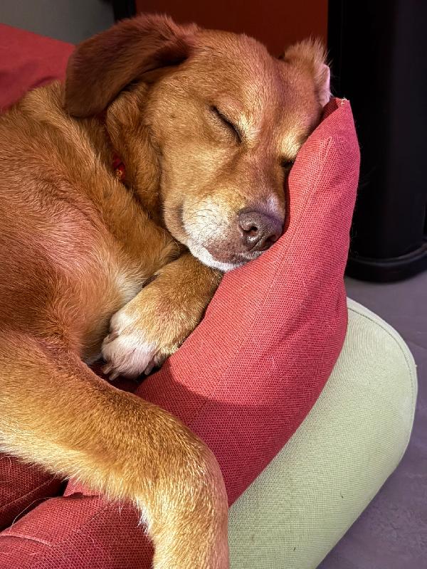 Paperina Cagnolina Socievole 6 Anni 16 Kg