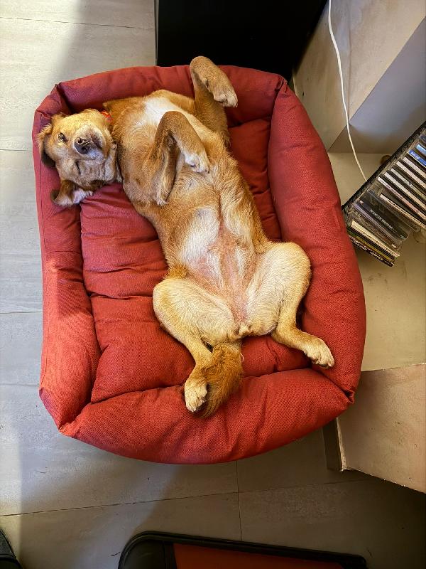 Paperina cagnolina socievole 6 anni 16 kg Foto 2