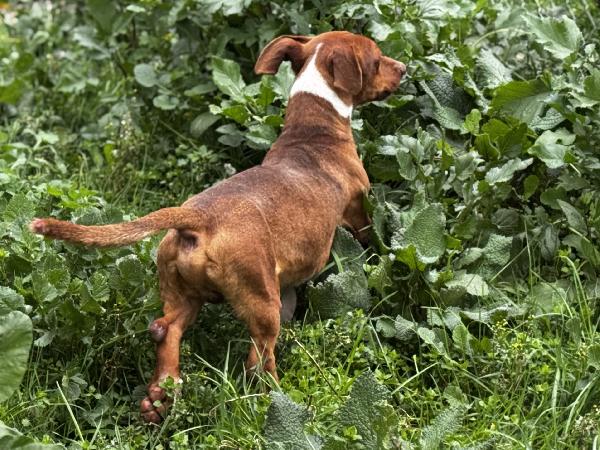 Cucciolone Simil Bassotto 1 Anno 12 Kg