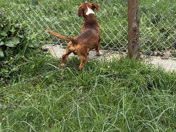 Cucciolone simil bassotto 1 anno 12 kg Foto 2