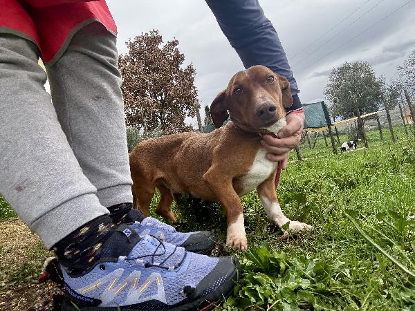 Cucciolone simil bassotto 1 anno 12 kg Foto 3
