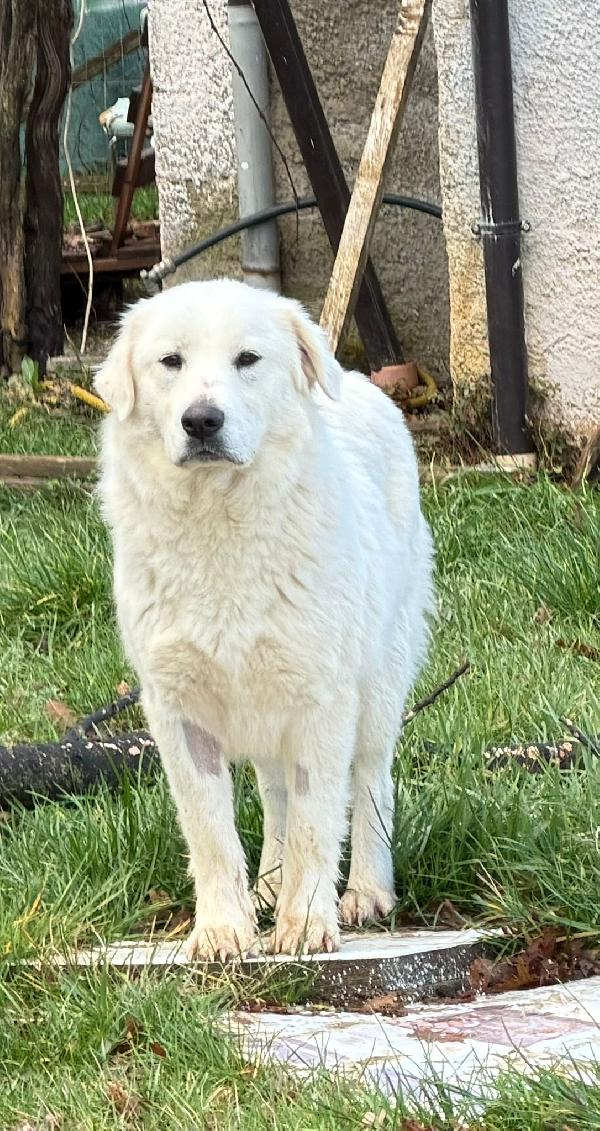 Summer Cussiolona Socievole Taglia Grande 