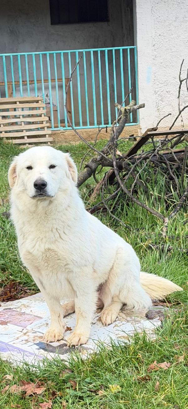 SUMMER cussiolona socievole taglia grande  Foto 2