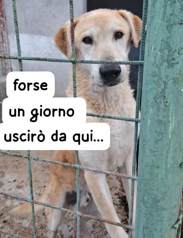 VENTO 8 ANNI taglia media Foto 2