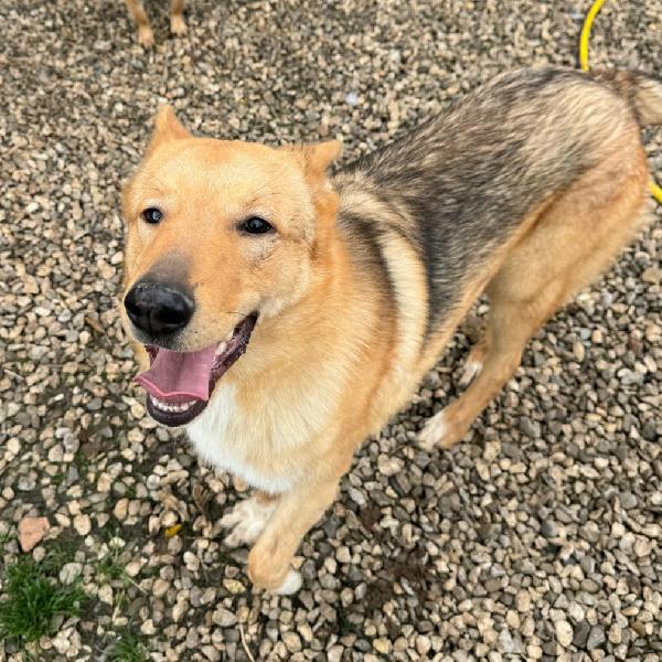 Loris 1 anno taglia media  Foto 3