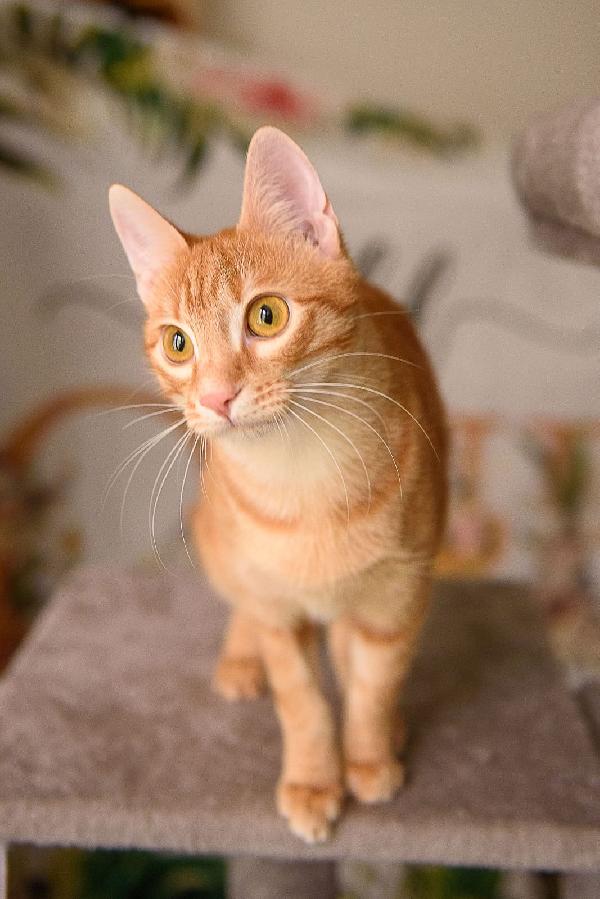 Una Gatta Di Nome Zoe