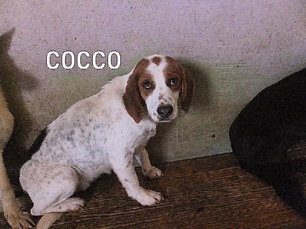 Cocco Foto 4