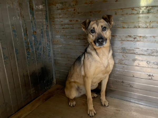 Pulla Splendida Bisognosa Cagnolina Cerca Famiglia 
