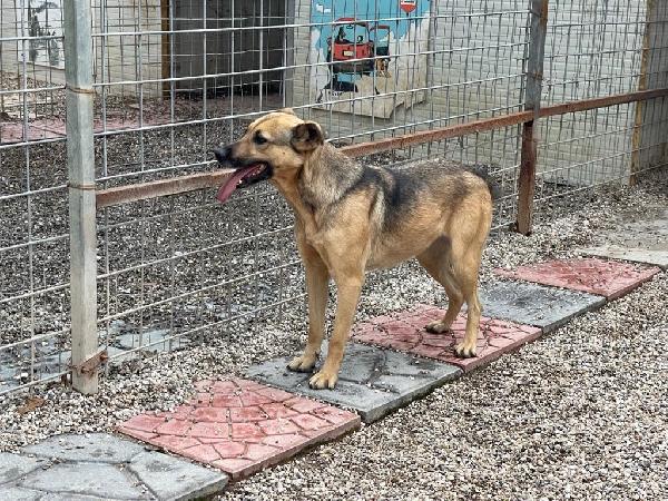 Pulla splendida bisognosa cagnolina cerca famiglia  Foto 2