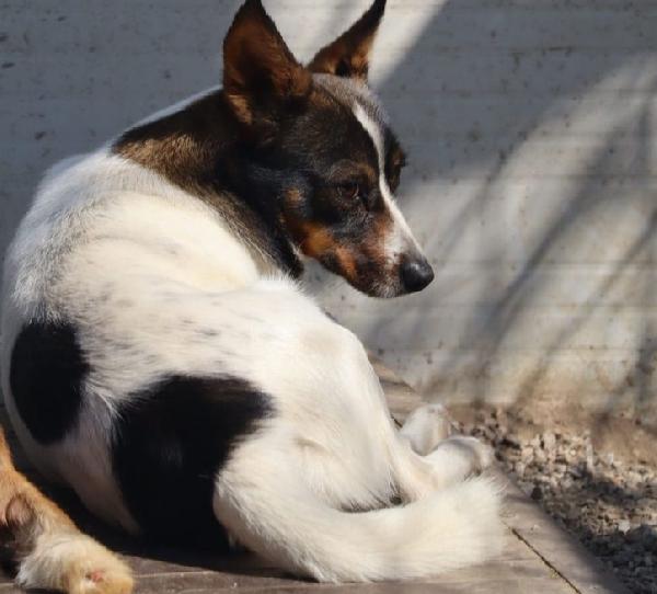 Bonnie: Adozione Del Cuore 