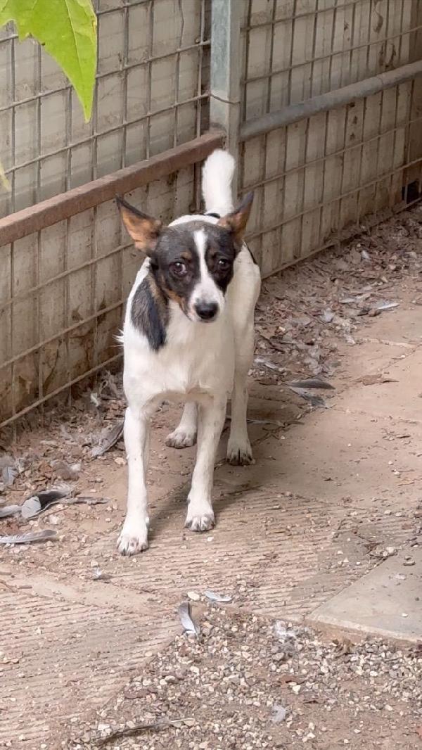 Bonnie: adozione del cuore  Foto 2