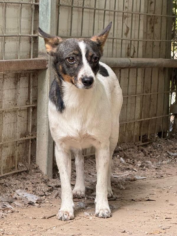 Bonnie: adozione del cuore  Foto 4